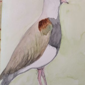 Queltehue