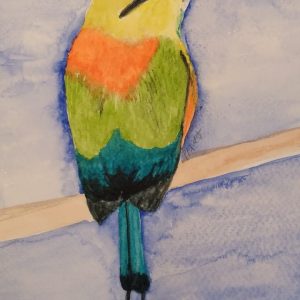 Estudio Pájaro